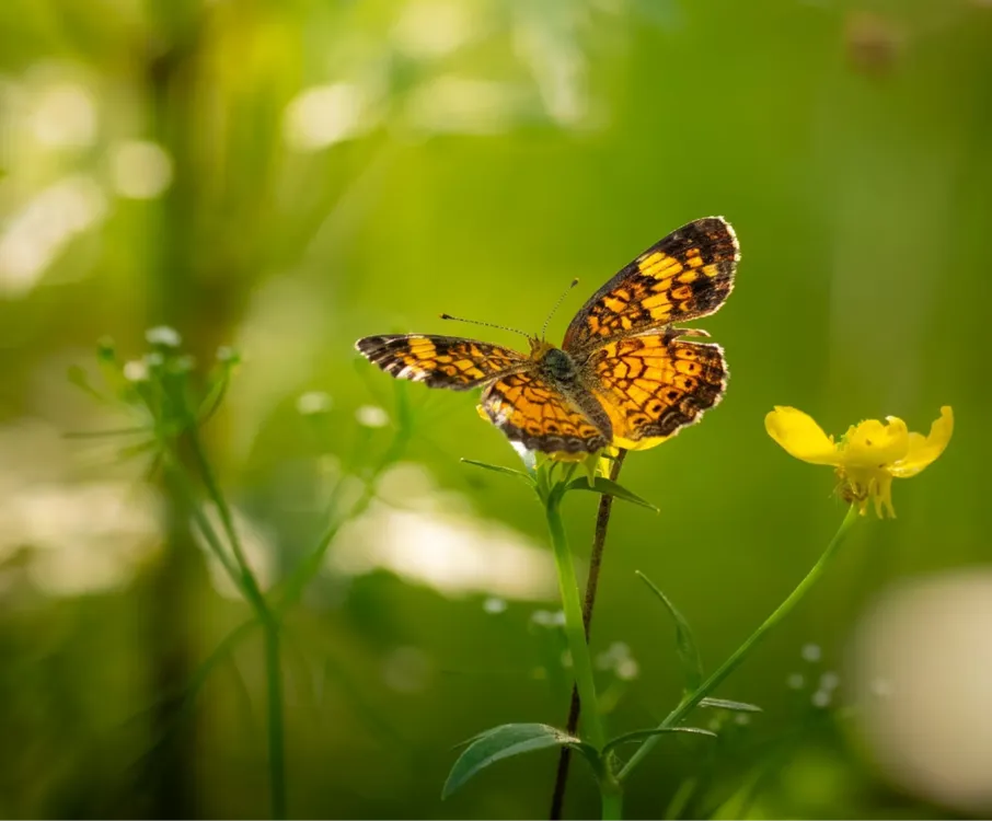ariel_hernandez-butterfly-10303163_1920