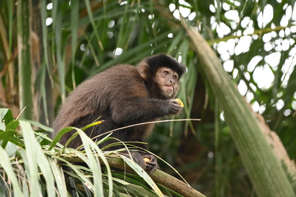 0_-portada-monos-_Agostina_Juncosa-Polzella